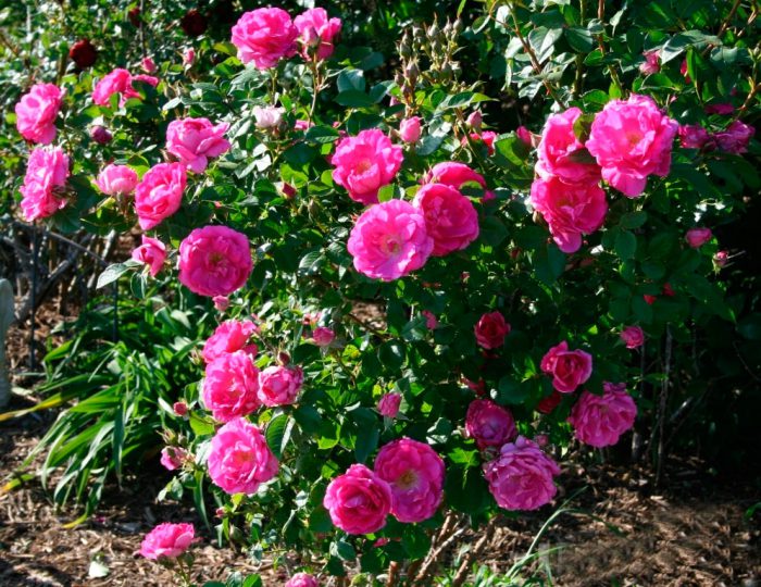 Features of spray roses