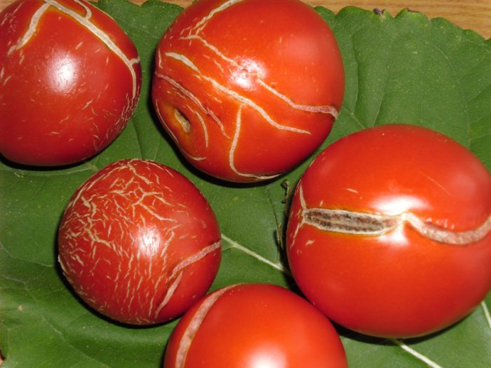 Varför sprickar tomater?