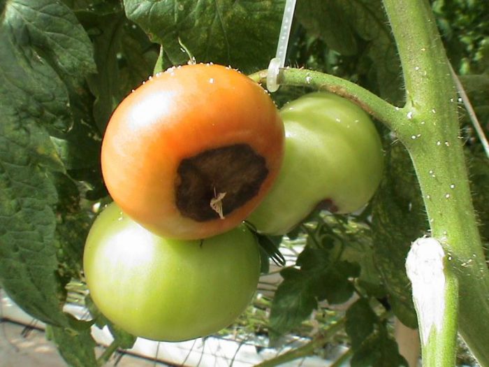 Tomater blir svarta i växthuset