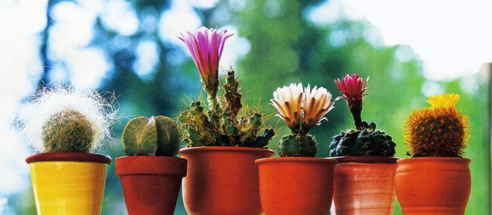Caracteristici ale cactusilor
