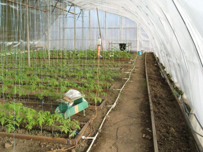 Odling av tomater i ett växthus