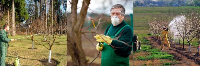 How to spray trees in spring