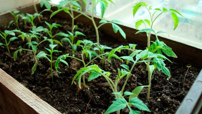 Sådd tomatfrön för plantor