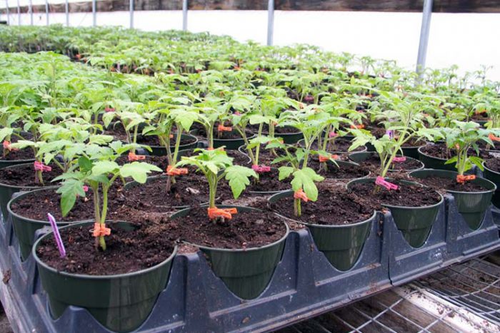 Växande tomatplantor i ett växthus