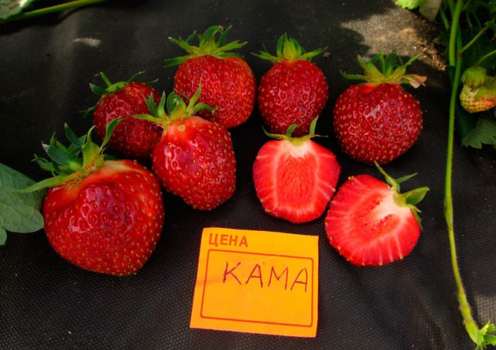 Kama