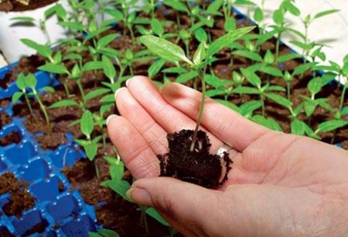 Semeando sementes de tomate para mudas