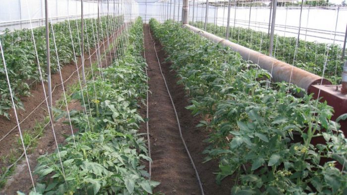 Vad är tiden att transplantera tomater i växthuset