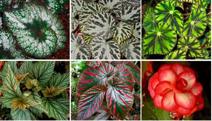 types and varieties of begonias