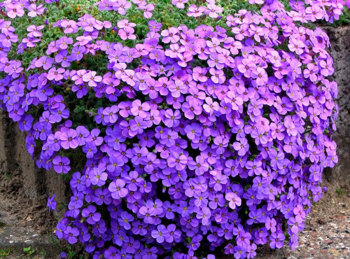 Aubrieta (Aubretia)