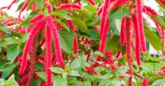 Amaranth