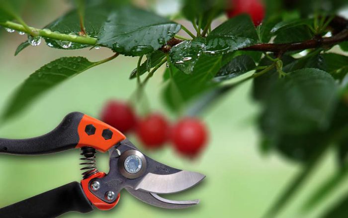 Cherry pruning features