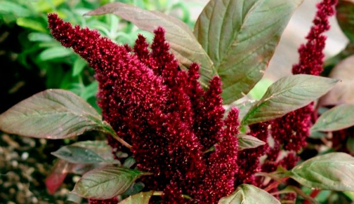 Amarante sombre ou triste (Amaranthus hypochondriacus)