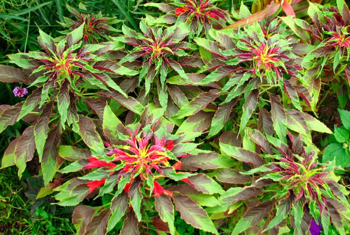 Amarante tricolore (Amaranthus tricolor)