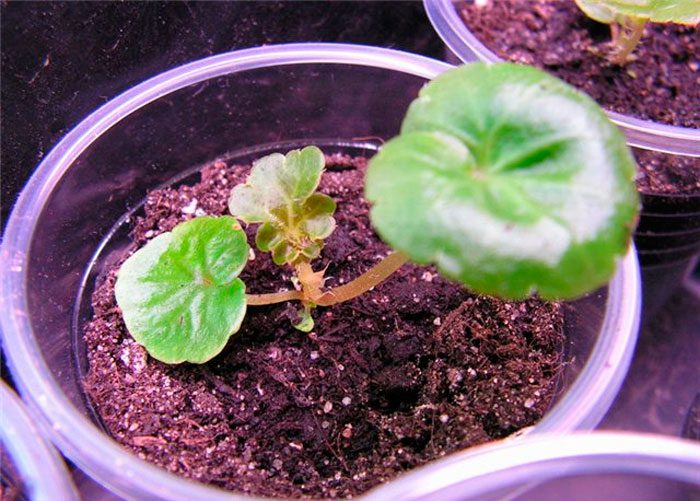 Growing begonias from seeds