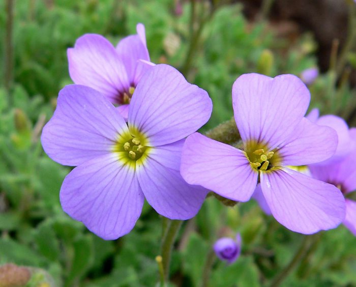 Aubrieta deltoidea o deltoides aubrieta