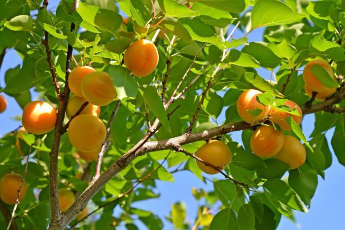 Features of pruning apricot