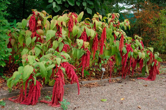 Amaranto caudatus (Amaranthus caudatus)