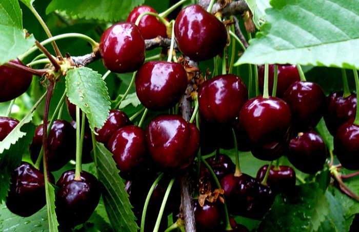 Features of pruning cherries