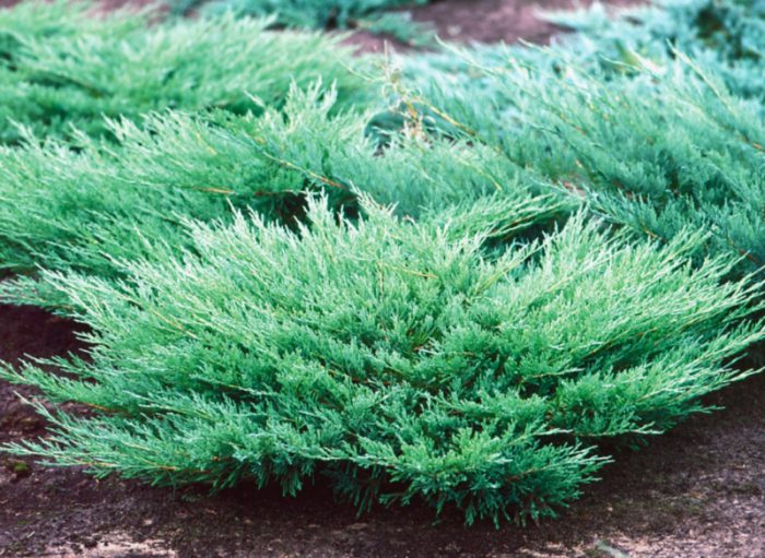 Boróka vízszintes vagy áthajló (Juniperus horizontalis)