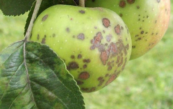 Diseases of columnar apple trees