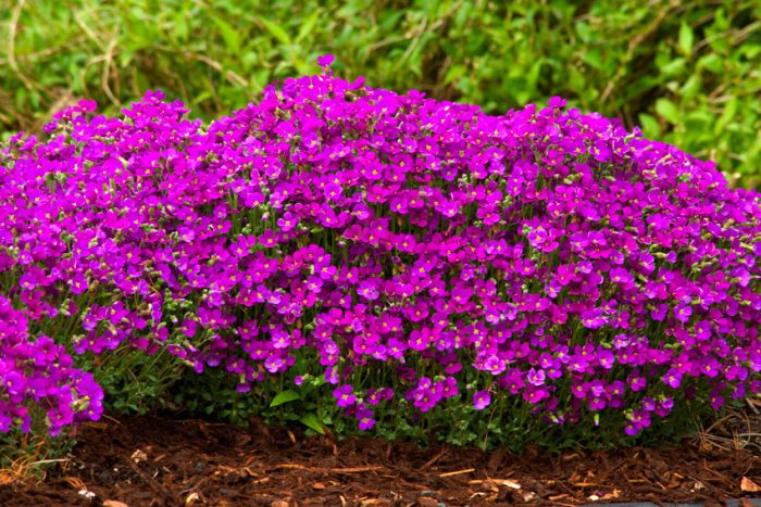 Características de aubrieta