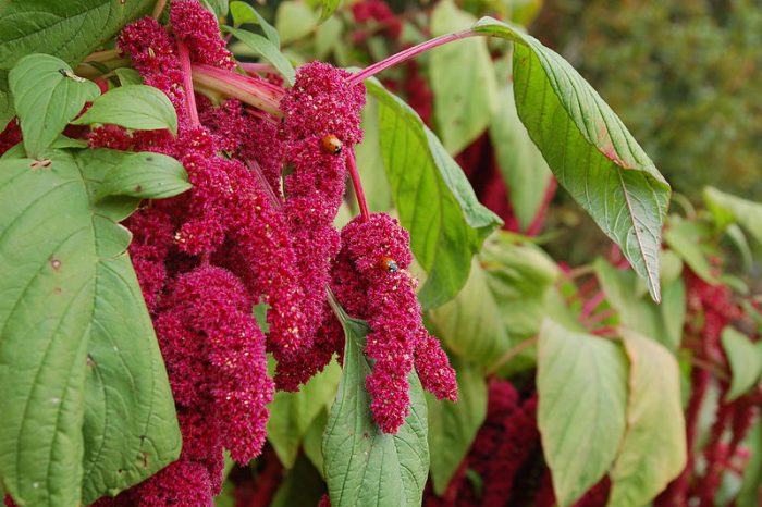 Merkmale von Amaranth