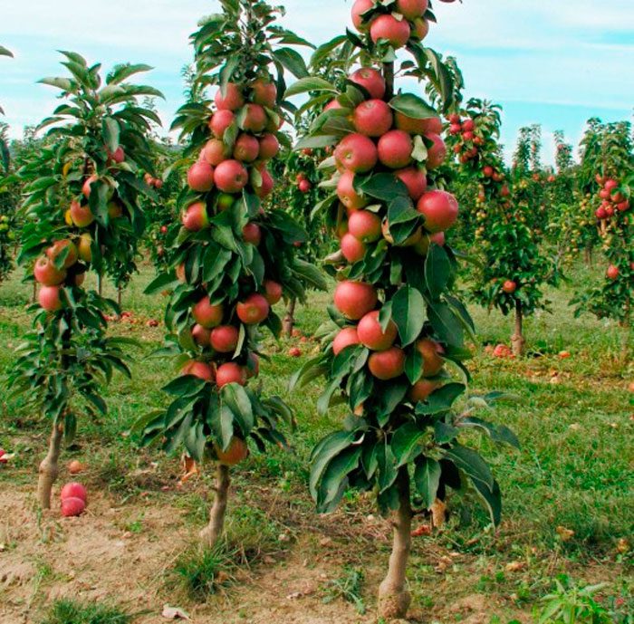Az oszlopos almafa jellemzői