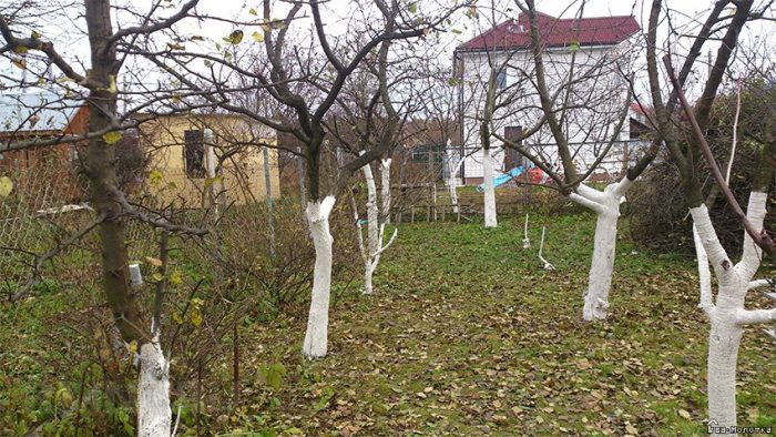 Pruning fruit trees in autumn