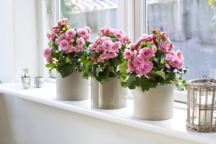How to care for begonia