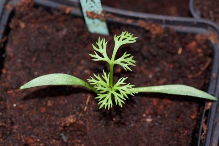 How to care for seedlings