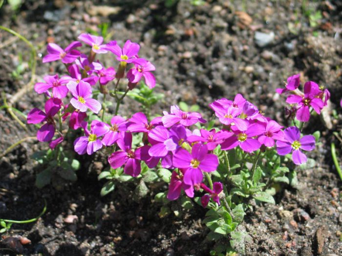 Aubriets auf offenem Boden pflanzen