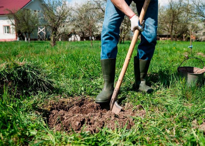How to plant a columnar apple tree in spring
