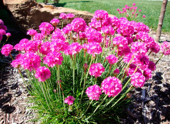 Planting armeria in open ground