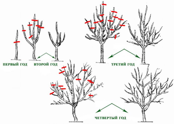 Features of pruning plum