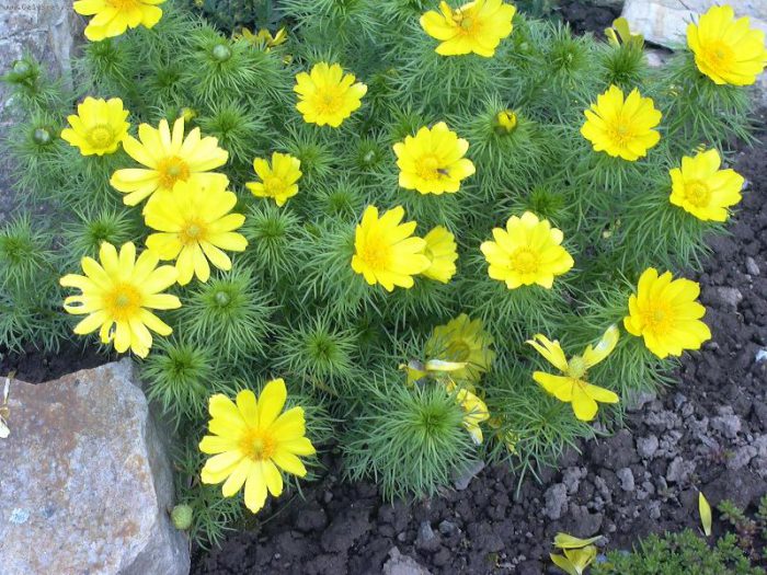 Caring for adonis in the garden