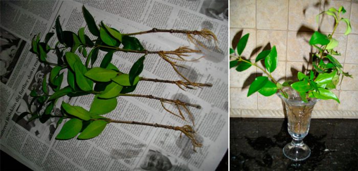 Propagation of privet by cuttings