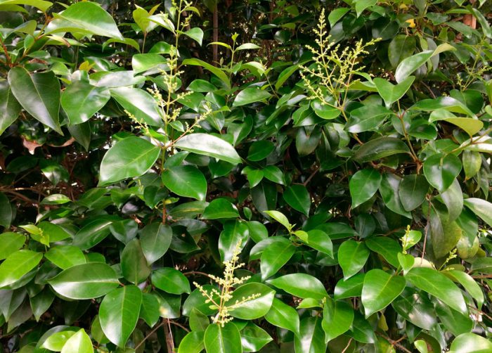 Shiny privet (Ligustrum lucidum)