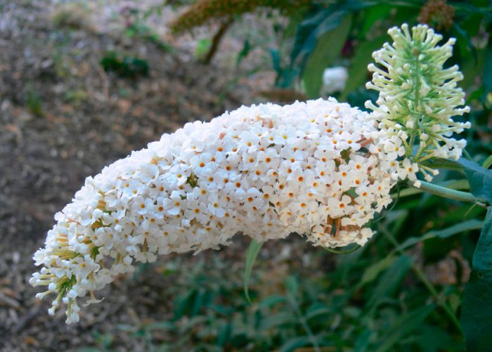 Budleja fehér virágos (Buddleja albiflora)
