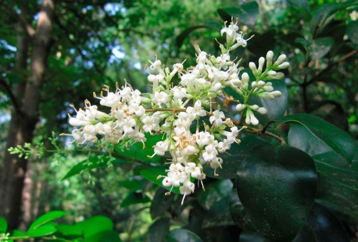 Japanese privet (Ligustrum japonicum)