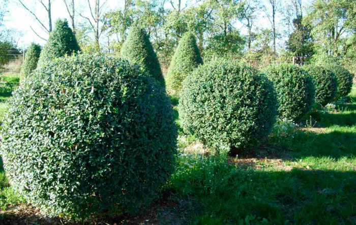 How to plant privet