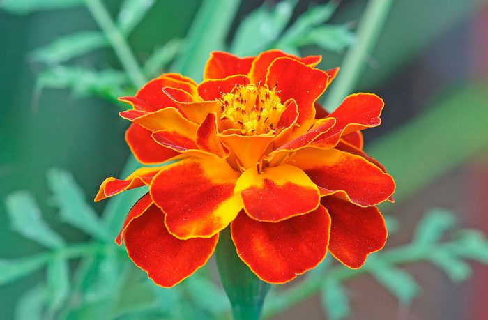Marigolds undersized, or rejected, or French