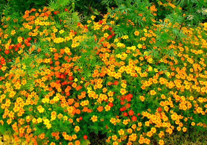 Tagetes thin-leaved, or Mexican