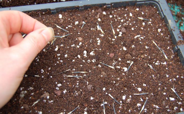 Sowing seeds in open ground