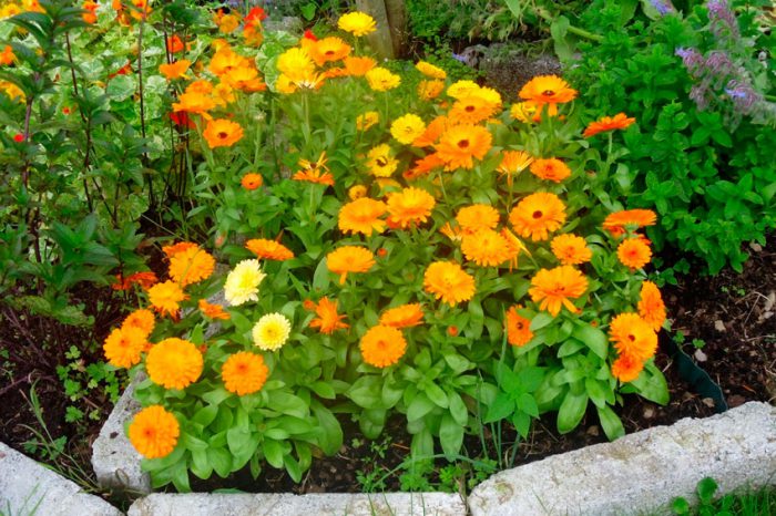 Caring for calendula in the garden