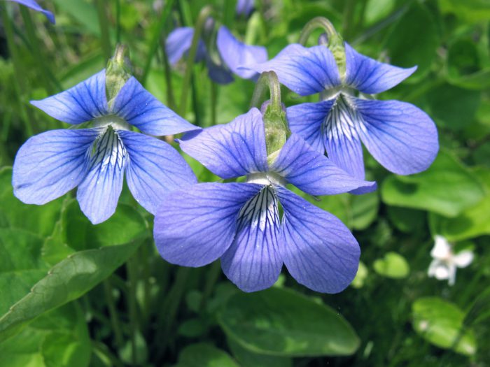 Polilla de la viola o nódulo