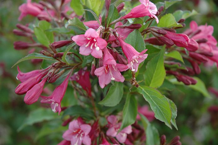 Weigela flowering, or weigela florida (Weigela florida)