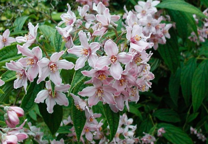Deutzia longifolia (Deutzia longifolia)