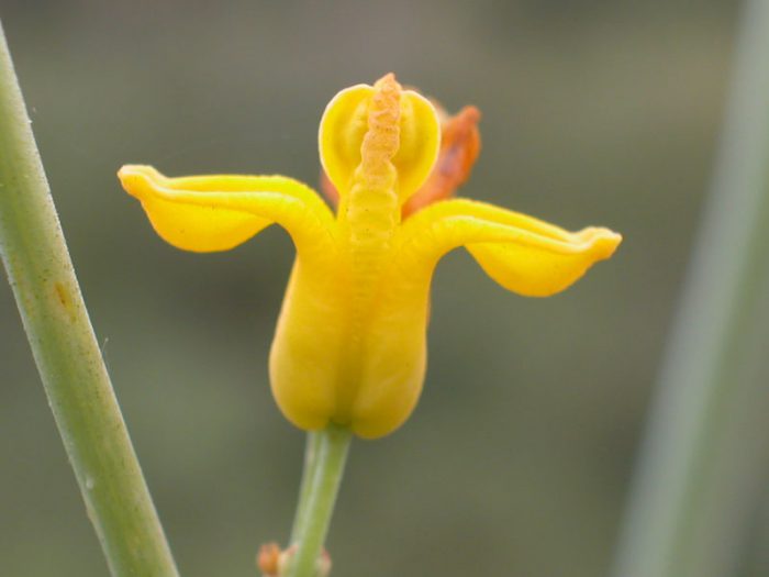 Dicentra golden-flowered (Dicentra chrysantha)