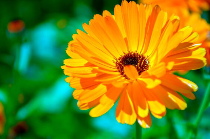 Features of the properties of calendula
