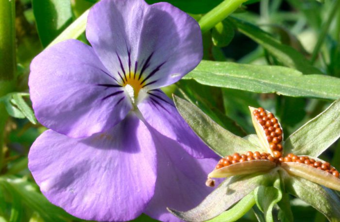 Coleta de sementes